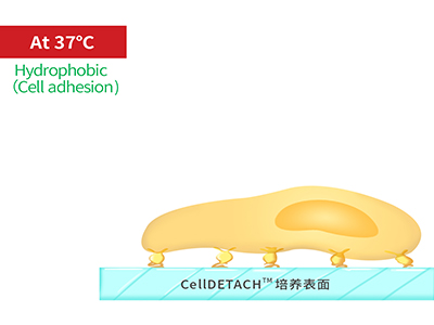 37℃時，溫敏聚合物涂層為高分子卷縮狀態，表現為輕度疏水性，更有利于細胞的貼附