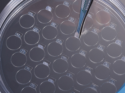 細胞爬片柄成一定角度翹起，方便操作者直接夾取