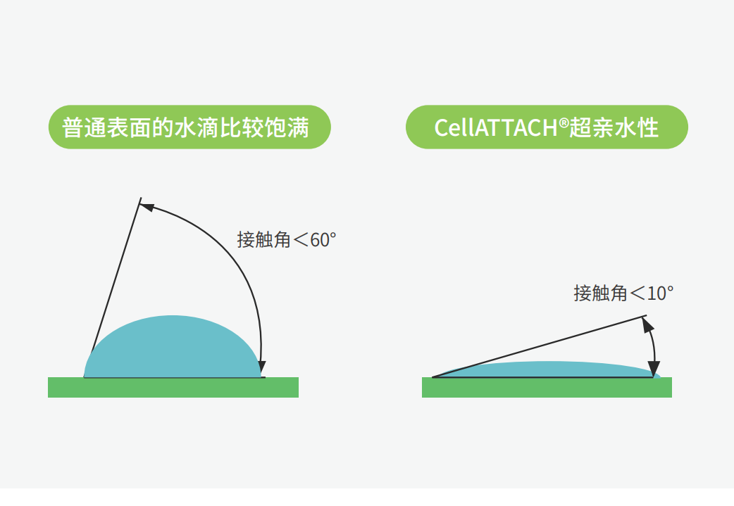 獨特的超親水表面處理技術，能為細胞提供更好的吸附性，促進細胞快速貼壁生長，提高產(chǎn)量