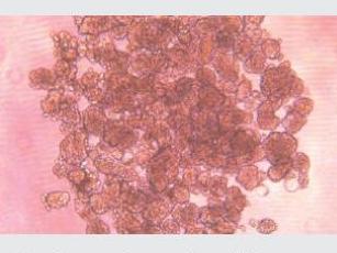 經不同細胞培養(yǎng)測試驗證，表面幾乎無細胞貼壁，可快速實現(xiàn)可重復、一致、可靠的細胞球培養(yǎng)