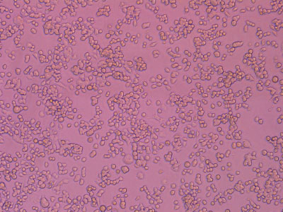 經(jīng)細(xì)胞培養(yǎng)測(cè)試驗(yàn)證，細(xì)胞貼壁率達(dá) 90% 以上，貼壁細(xì)胞活率達(dá)95%以上